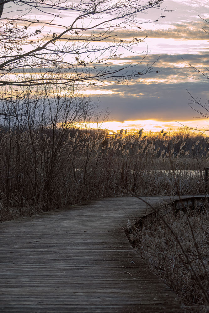 Angela Mocniak photo of a trail in Crosswinds Marsh