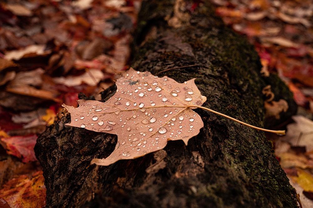 Angela Mocniak photo of a leaf with water drops on a log