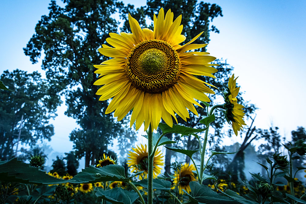 Angela Mocniak photo of sunflowers