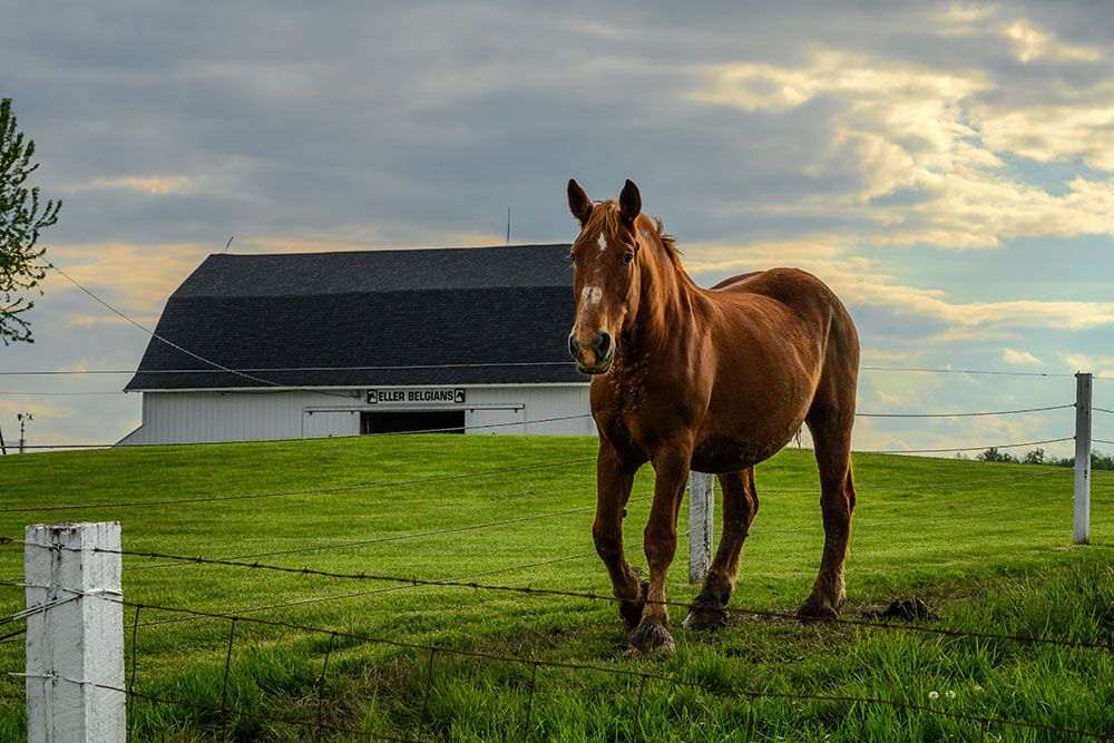 Jason Mocniak photo of a Horse in a field
