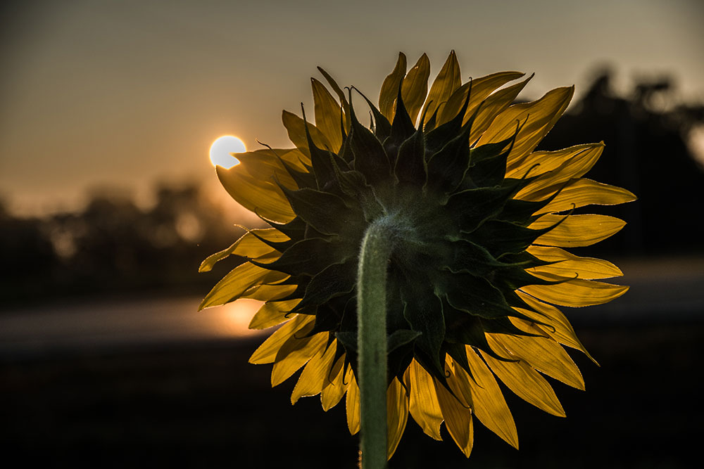 Jason Mocniak photo of a sunflower from the back