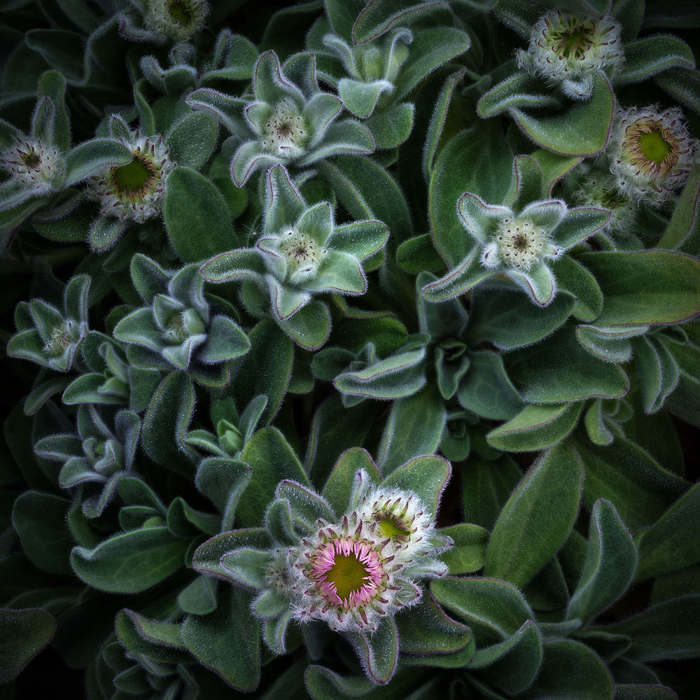 David Thompson photo of wildflowers