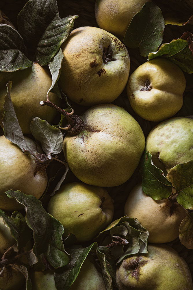 Bella Karragiannidis photo of just harvested quince fruit