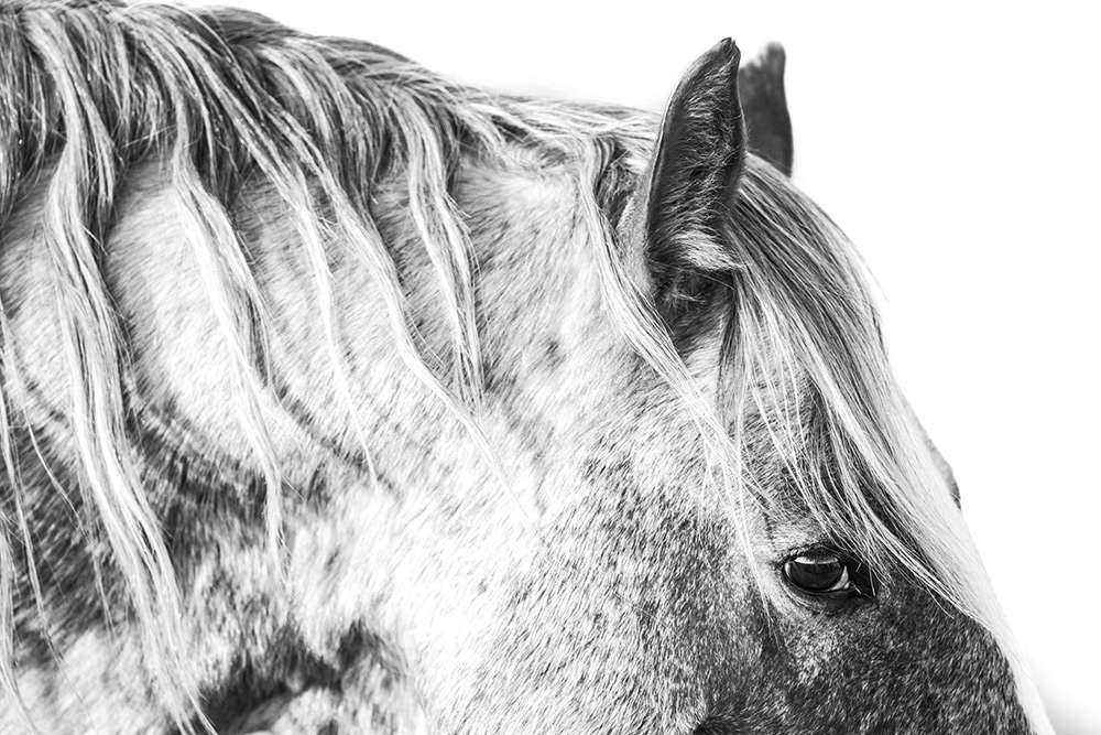 Somer McCain photo of a horse in B&W