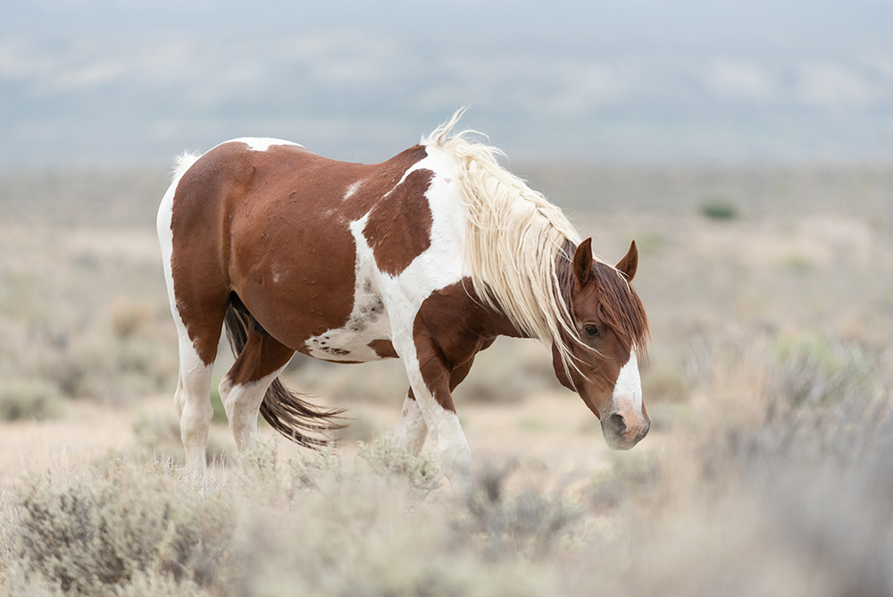 Somer McCain photo of a horse with bokeh in the foreground