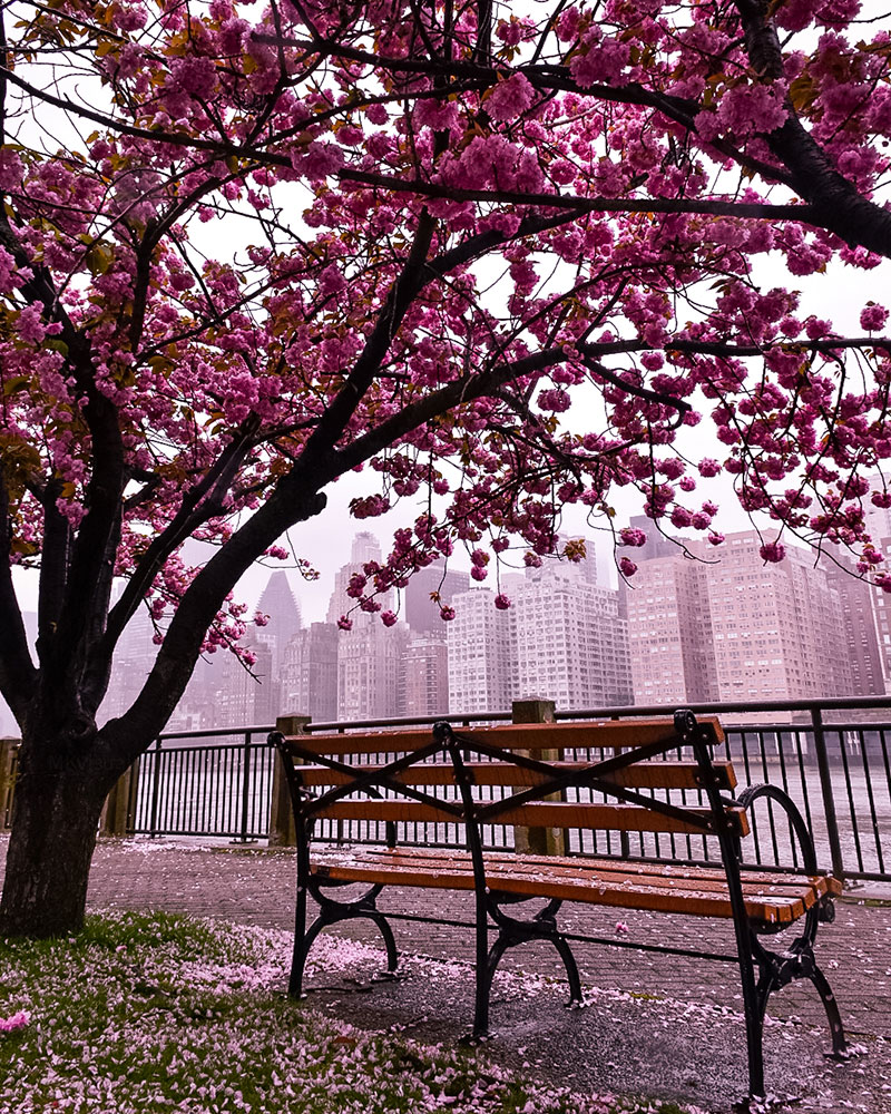 Manny Khan photo of a park bench and cherry blossom tree