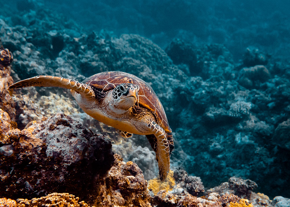 Geremy Grey photo of a sea turtle underwater on a reef