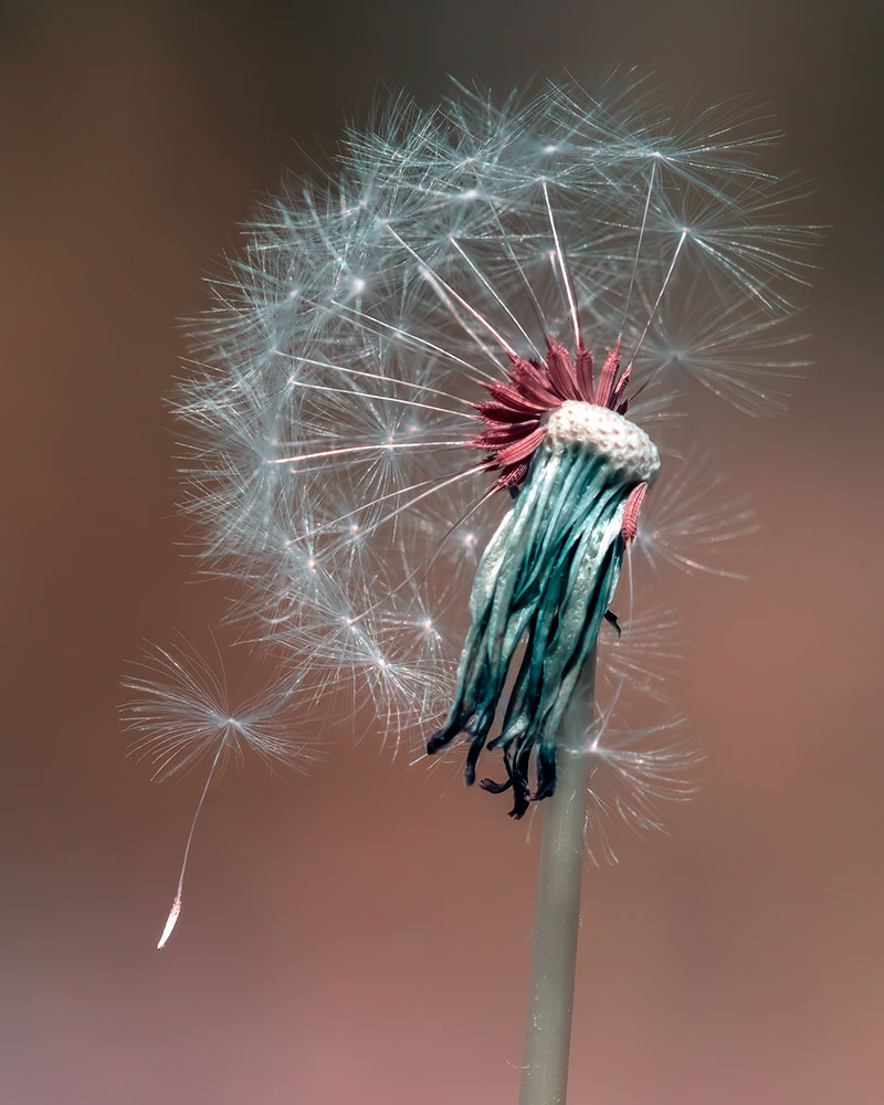Photo of a dandelion taken using an Infrared converted camera, by Chris Baker