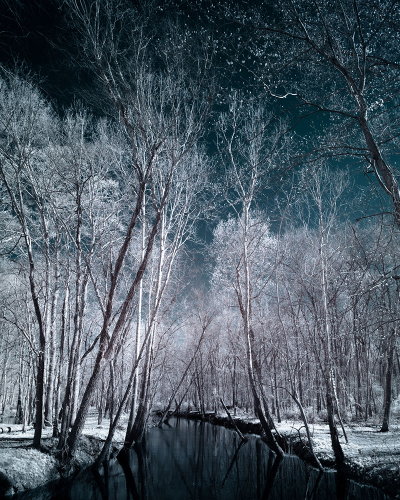 Trees in a nature preserve photographed with an infrared converted camera by Chris Baker