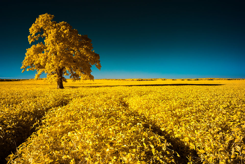 Photo of yellow foliage on trees and grass against a deep blue sky, infrared photography by Chris Baker using a converted camera