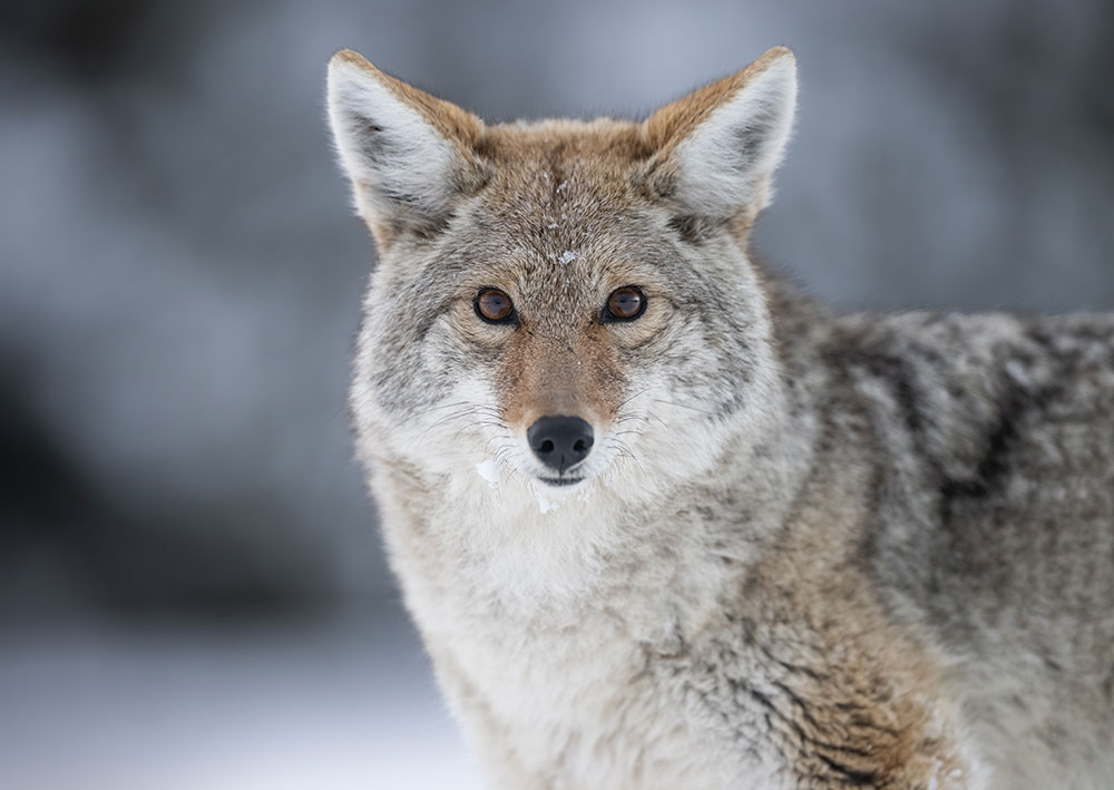 Savannah Rose Wildlife photo of a coyote