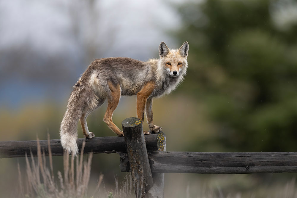 Savannah Rose Wildlife photo of a fox on a fence