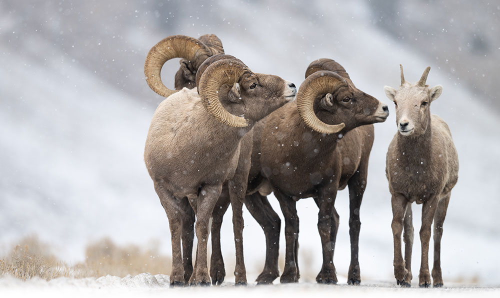 Savannah Rose Wildlife photo of male sheep looking at a female in the snowy landscape