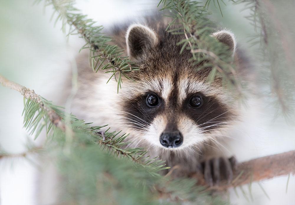 Savannah Rose Wildlife photo of a raccoon looking at the camera through branches