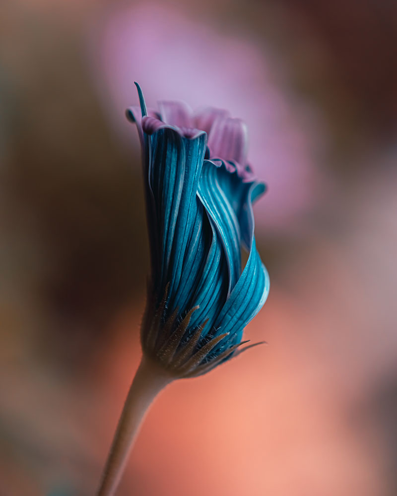 Jeffrey Ofori photo of an African Daisy just starting to bloom