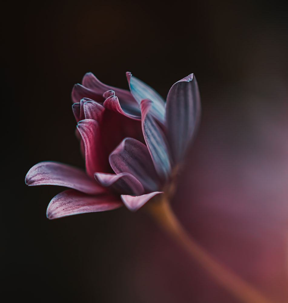 Jeffrey Ofori photo of a daisy about to bloom