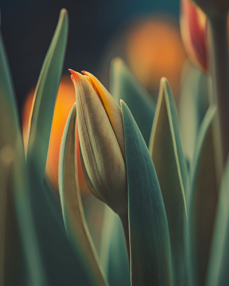 Jeffrey Ofori photo of a young tulip and leaves