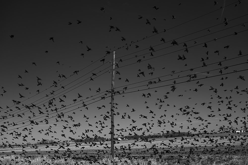 Chris Hershman photo of birds flying around a telephone pole and wires, in B&W, taken with the Z f