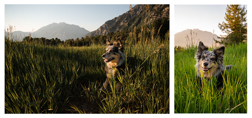 2 up photos of Madi Clark's dog taken by her with mountains in the background