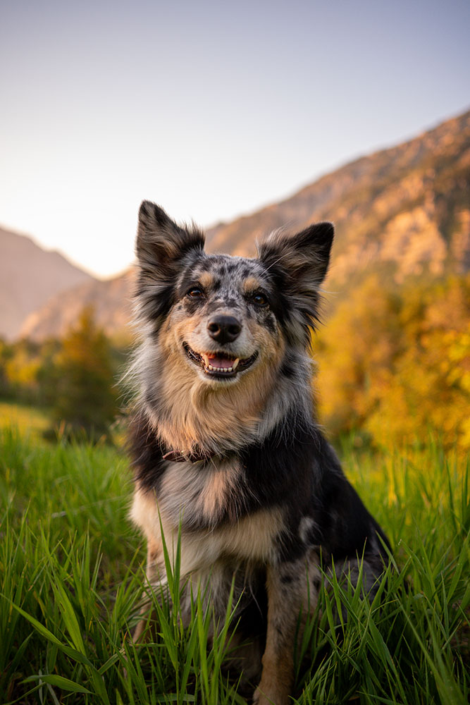 Madi Clark photo of Ember, her dog, with mountains and golden light in the background