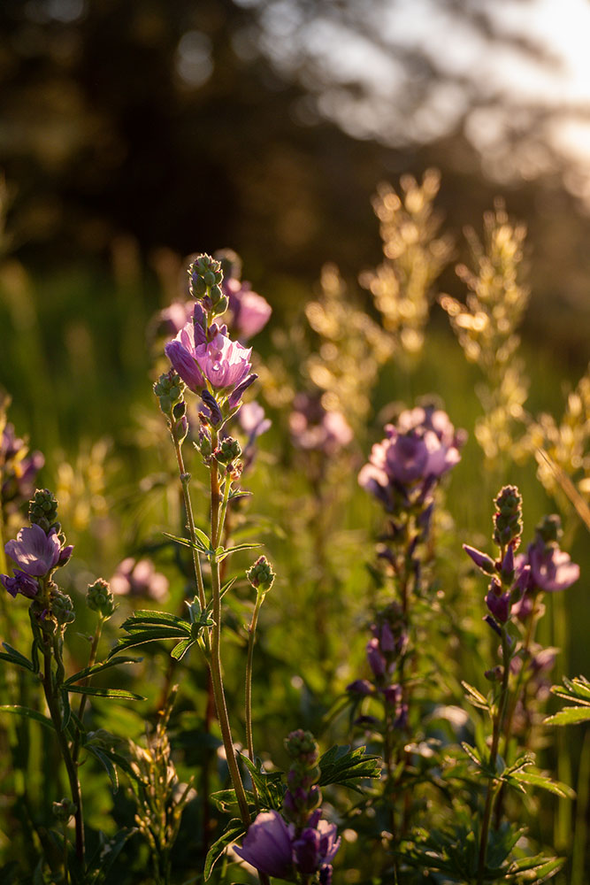 Madi Clark photo of wildflowers, taken with the Nikon Z 30