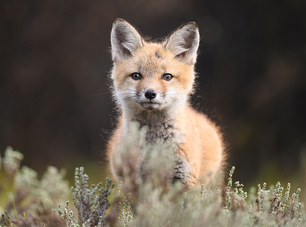 Martin Culpepper photo of a young fox kit looking at the camera