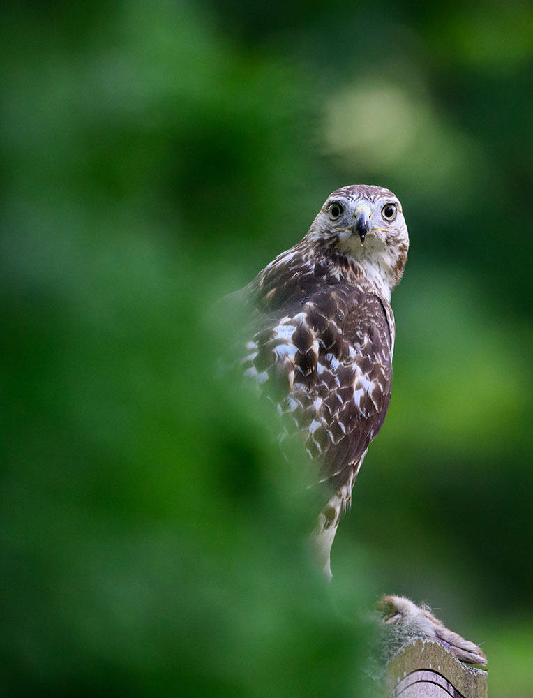 Martin Culpepper photo of a hawk