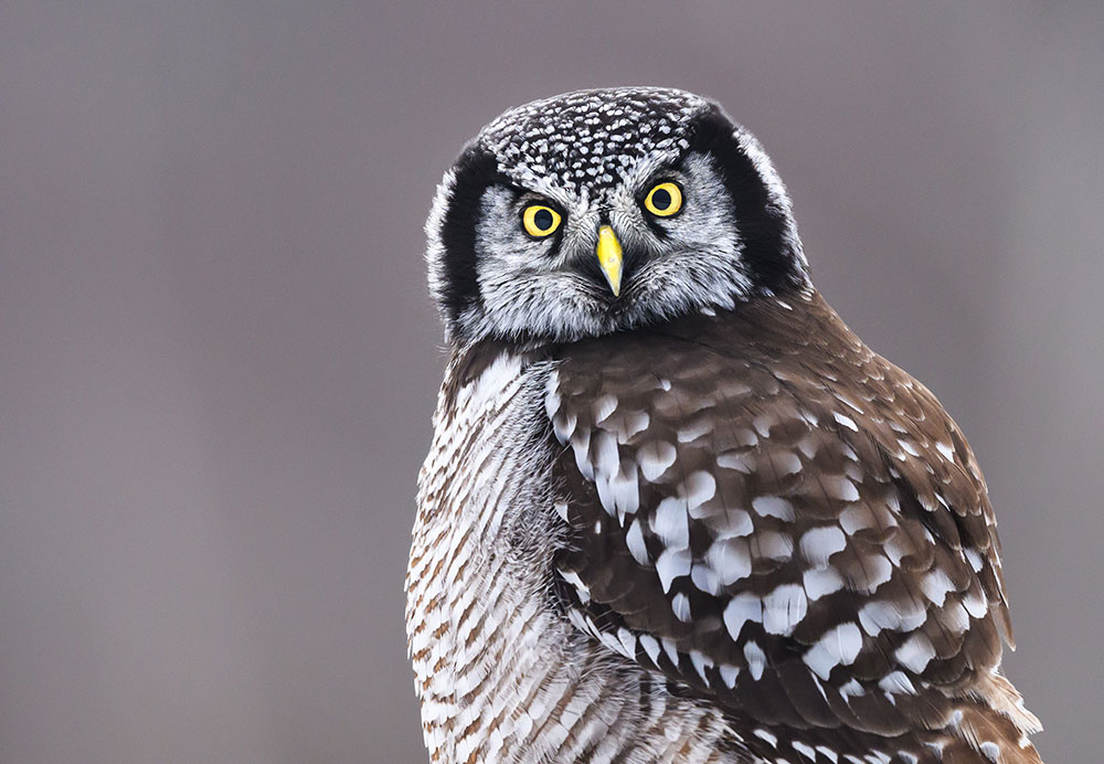 Martin Culpepper photo of a northern hawk owl staring at the camera