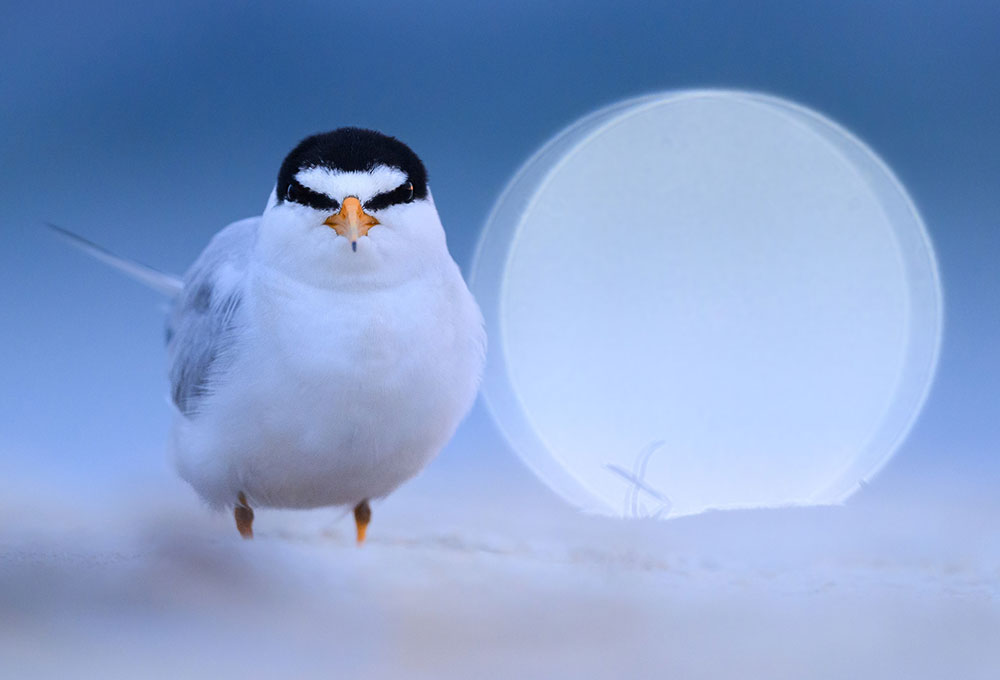 Martin Culpepper photo of a least tern (Sternula antillarum) on the sand, at dusk.