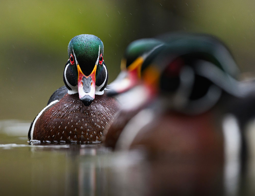 Martin-Culpepper photo of wood ducks on a pond