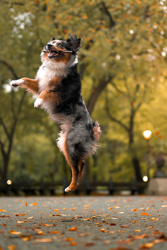 Brittany Kunkel Z50II photo of a dog in the air in a park in the fall