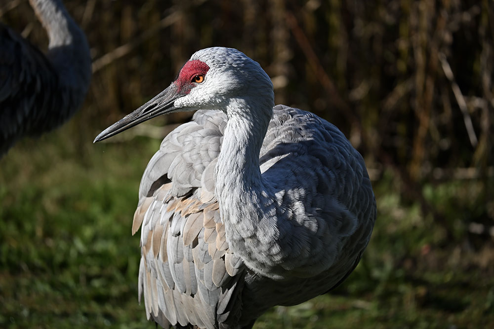 Ian Harland photo of a Sandhill Crane bird