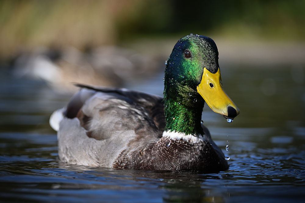 Ian Harland Z50II photo of a male mallard duck in the water