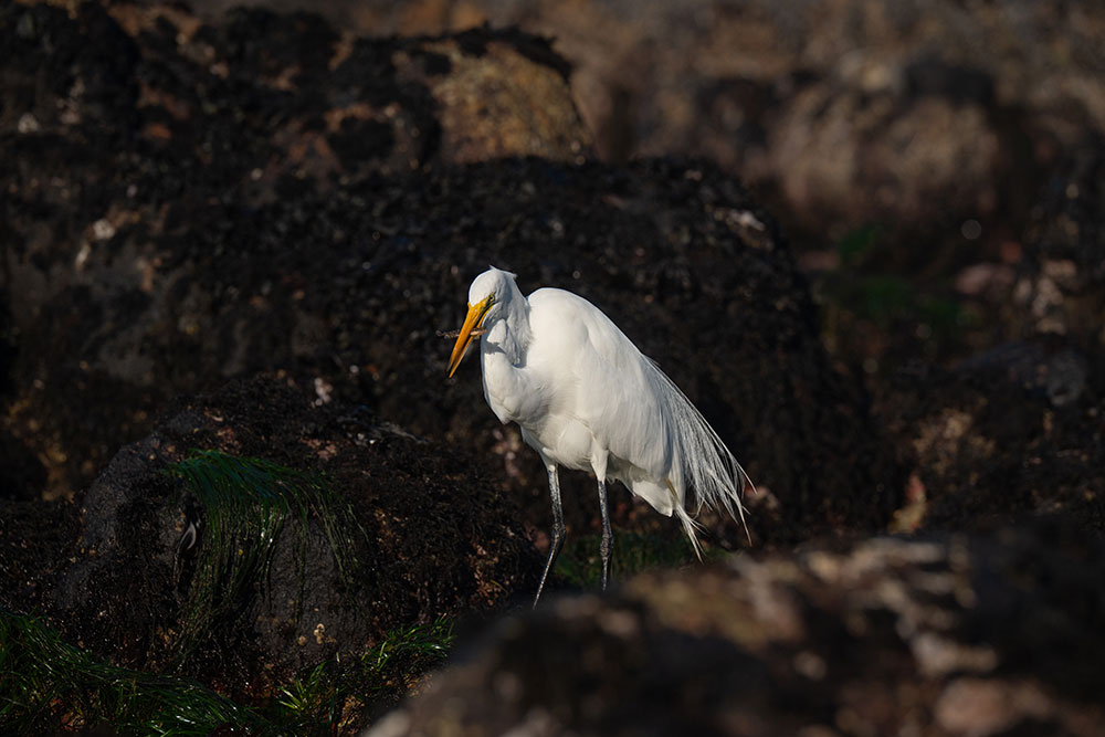 Madison McKay photo of an Egret in a tide pool with a fish in its mouth