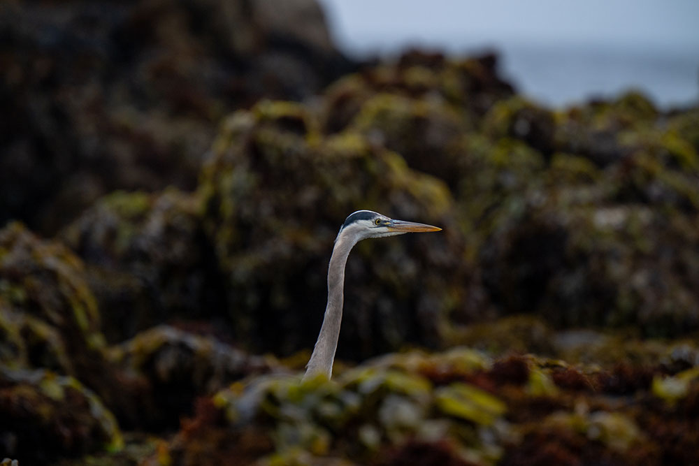 Madison McKay photo of a heron's head poking out from the rocks of a tide pool