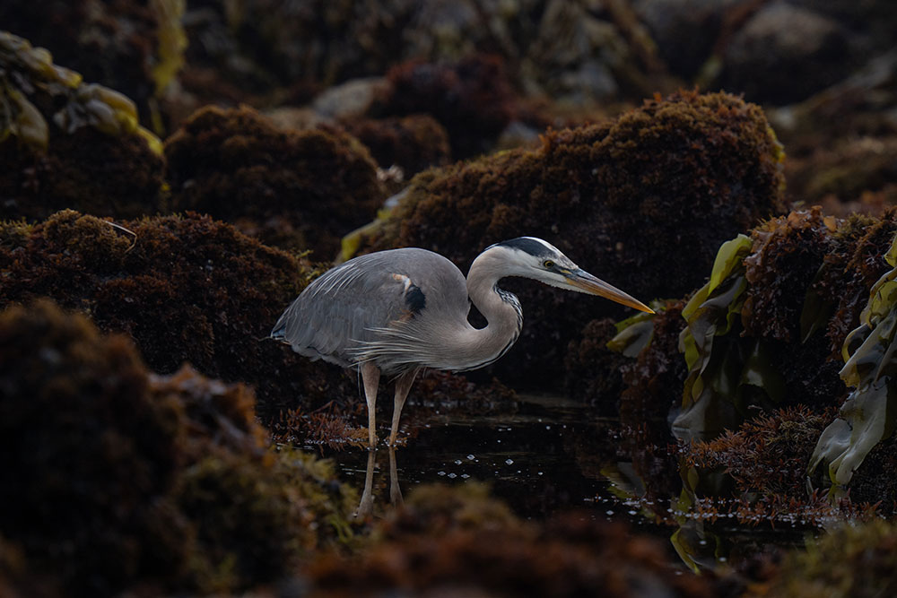 Madison McKay photo of a Heron Hunting fish