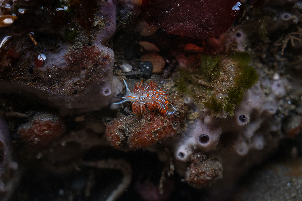 Madison McKay photo of an Opalescent Nudibranch