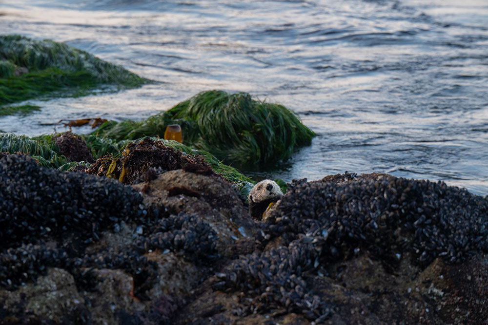 Madison McKay photo of an Otter on a rock with water in the background