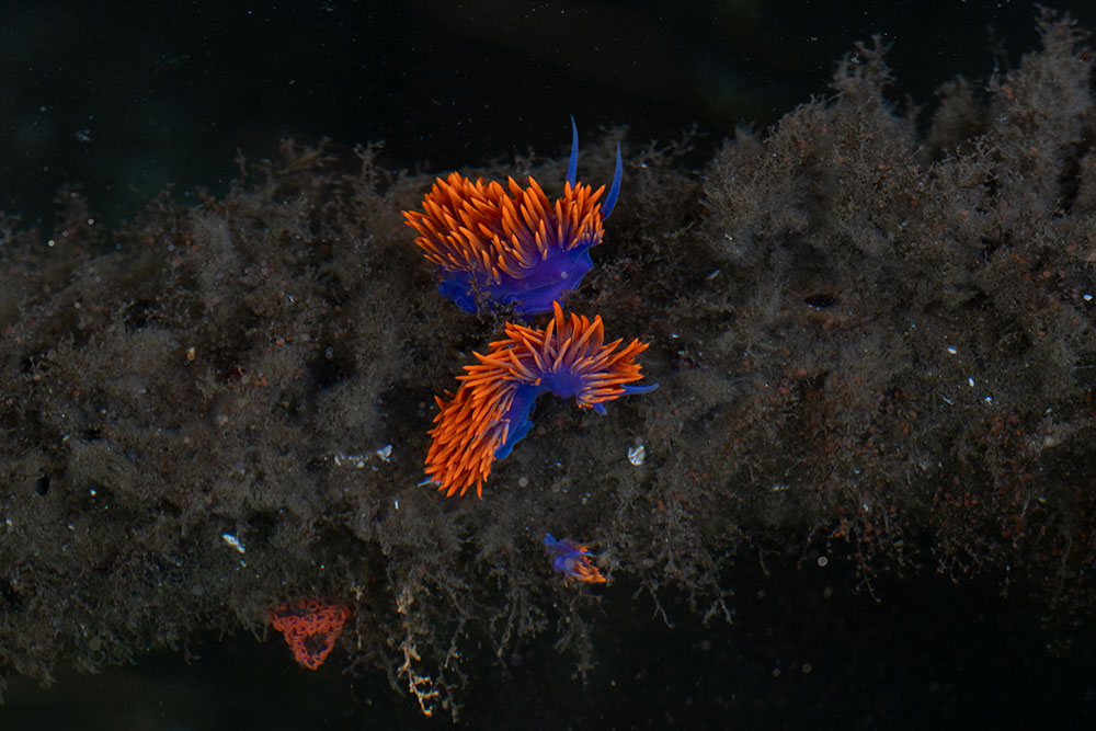 Madison McKay photo of a Spanish Shawl