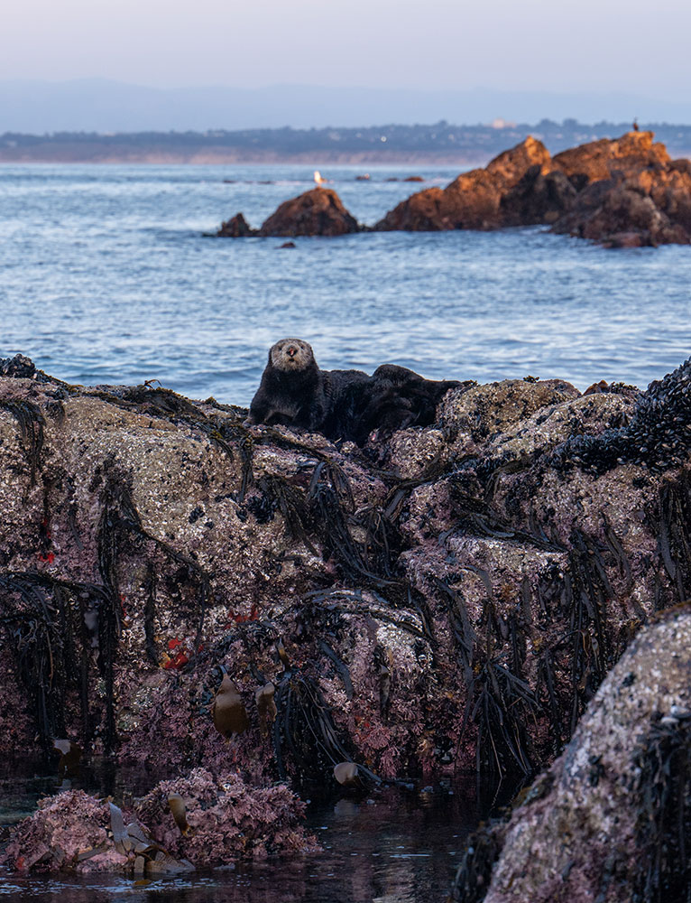 Madison McKay vertical photo of an otter on shore looking at the camera